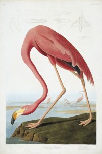 John James Audubon, pinterest.com