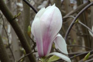 Magnolia03