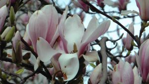 Magnolia04