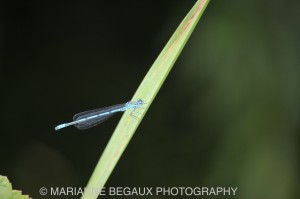 Marianne_Begaux_Insecte