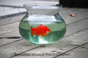 Marianne_Begaux_Poisson